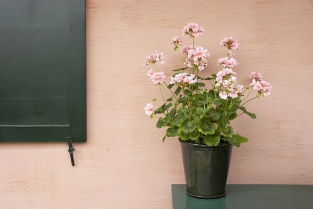 zastita-pelargonija-7