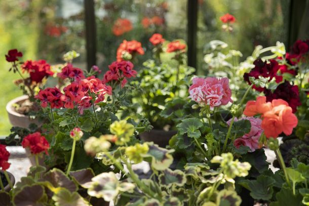 zastita-pelargonija-8