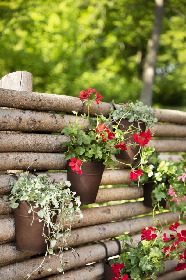 zastita-pelargonija-9