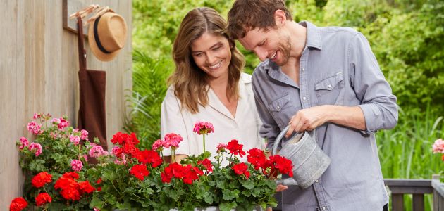 Zaštitite pelargonije i ostalo ljetno cvijeće od hladnoće