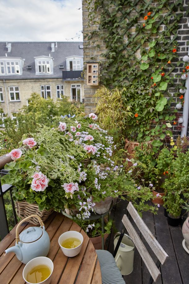 pelargonija-cvijet-09