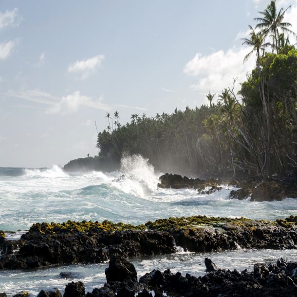 Surf hits tree coastline of palms and drywood at Pohoiki  beach, Isaac Hale Park, Hawaii