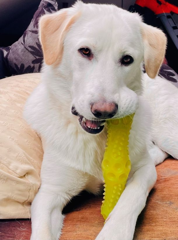 pirinejski planinski francuski ovcar  stenac chloe