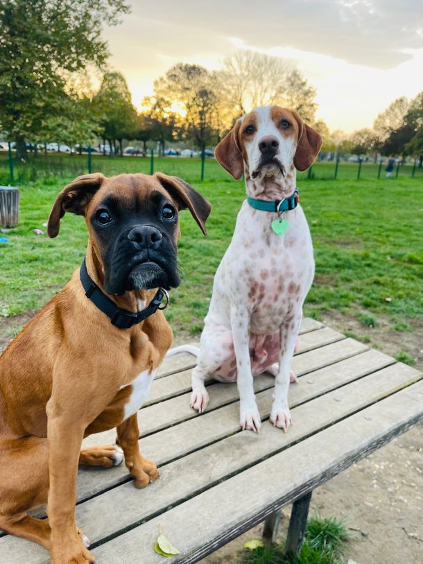 pseci park pas bokser i pticar Louis