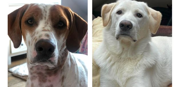 Pseći parkovi – upoznajte bonton ponašanja unutar psećih parkova