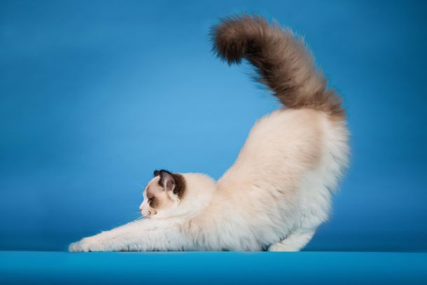 05-ragdoll