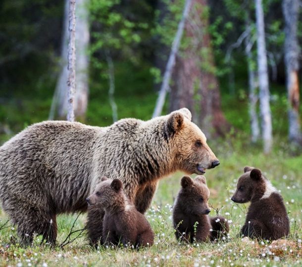 Female brown bear and her cubs