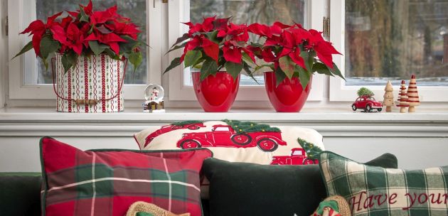 Božićna zvijezda njega cvijeca