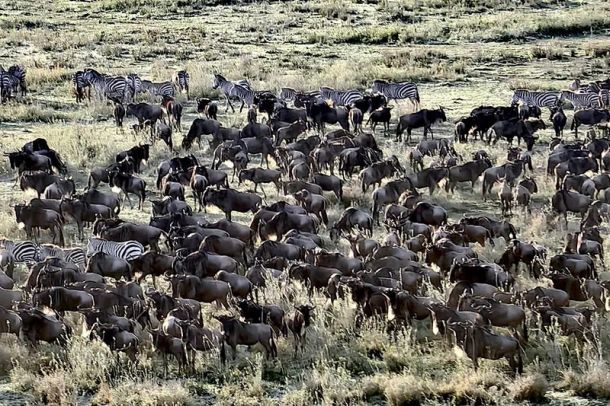 safari zivotinje na safariju tanzanija