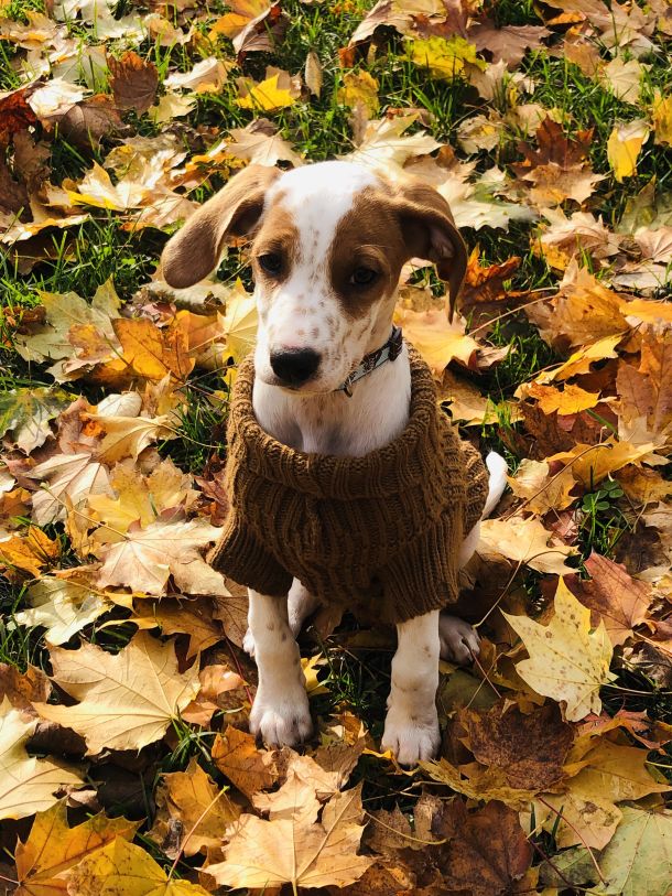 azil pasa louis pointer