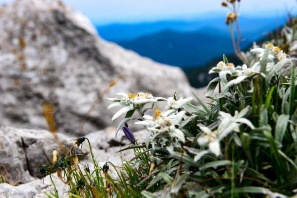 izlozba fotografija runolist NP risnjak