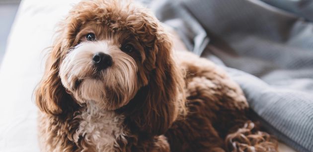 Razvijte pseću inteligenciju i pažnju kroz ovih 10 kreativnih zabavnih igara za vaše kućne ljubimce