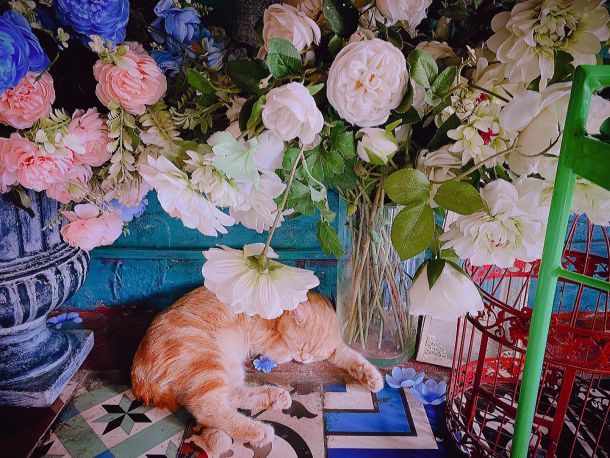 Bonjour Café the Art cat friendly