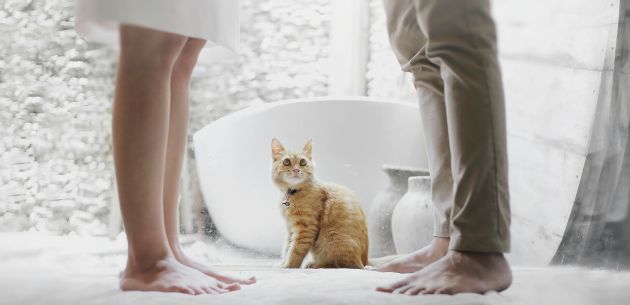 Kad ljubav pukne, tko uzima macu ili psa?