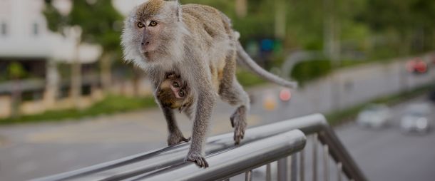 serija-otok-makakija-1